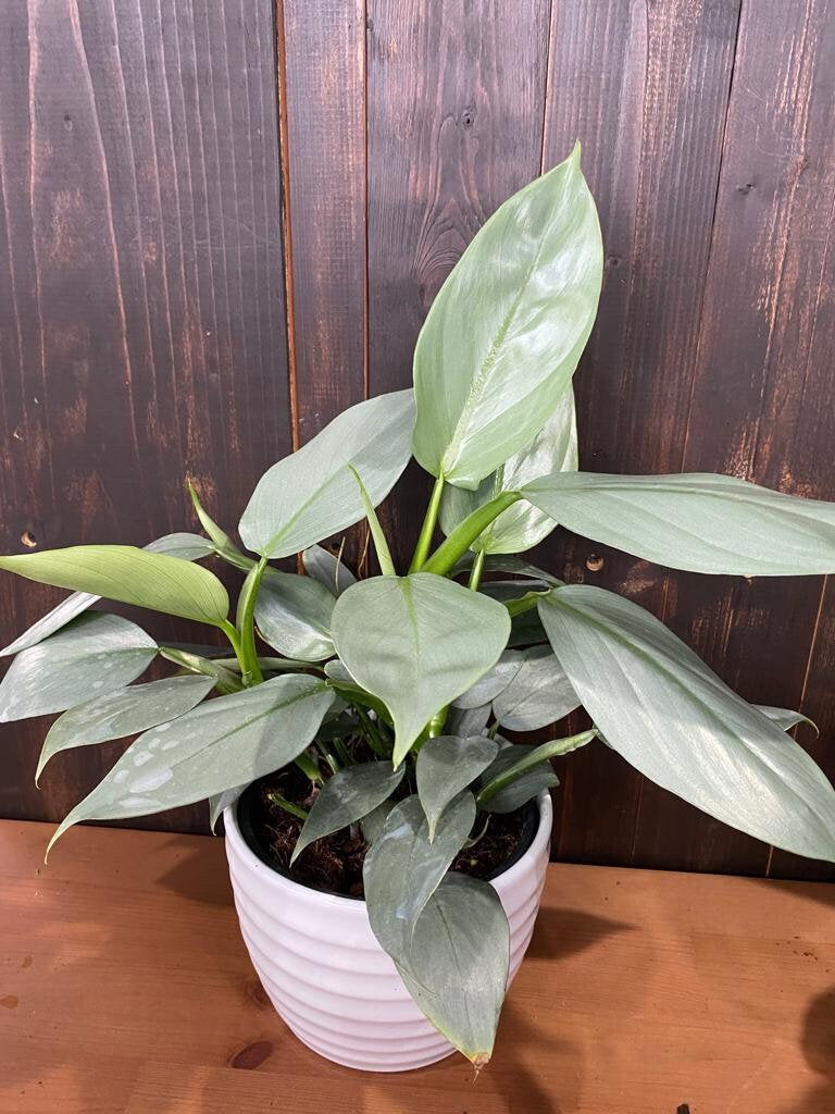 4"/6" Philodendron Hastatum 'Silver Sword' **** RARE FIND ****
